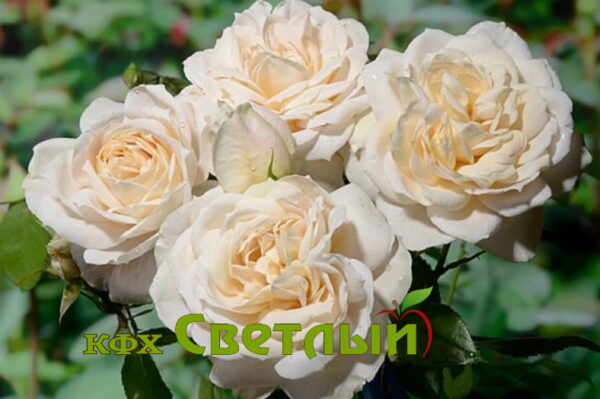 Лион Роуз (Lions Rose) - Питомник растений «Cветлый»
